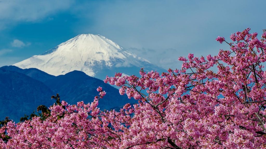 Cerisier en fleurs devant un volcan enneigé au Japon, Découverte magazine.