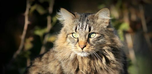 Aladin, le félin malin qui répond aux humains. Pourquoi les chats ont-ils le ventre qui pend ? Aladin le malin nous donne la réponse sur Découverte magazine.