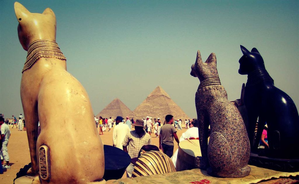 Des chats en Egypte au pied des pyramides.