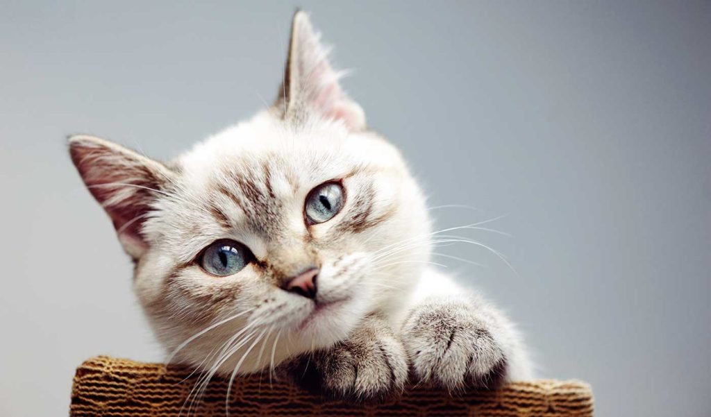 Le chat est l'animal de compagnie préféré des humains, bien avant le chien.