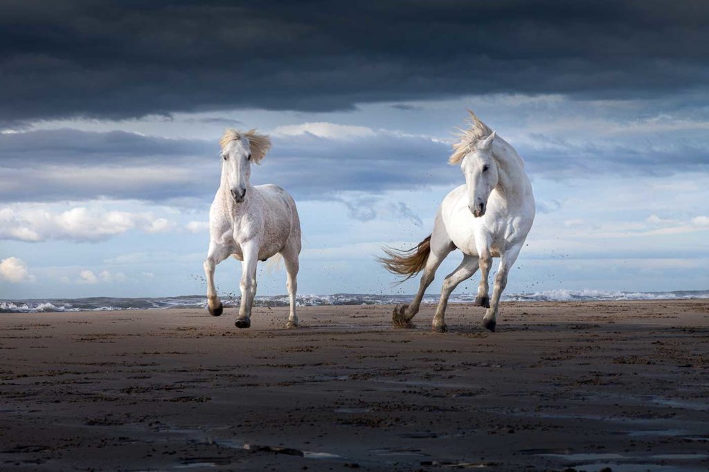 Chevaux de camargue courant sur le sable, une photo de Patrice Aguilar.