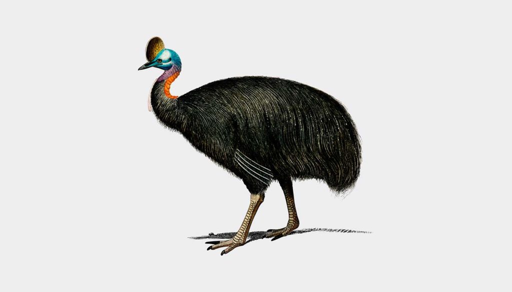 Pourquoi le casoar a-t-il un casque ?