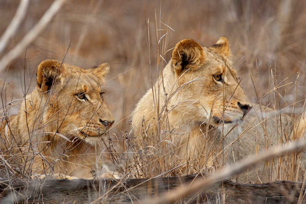 Une lionne prise en photo par Patrice Aguilar.