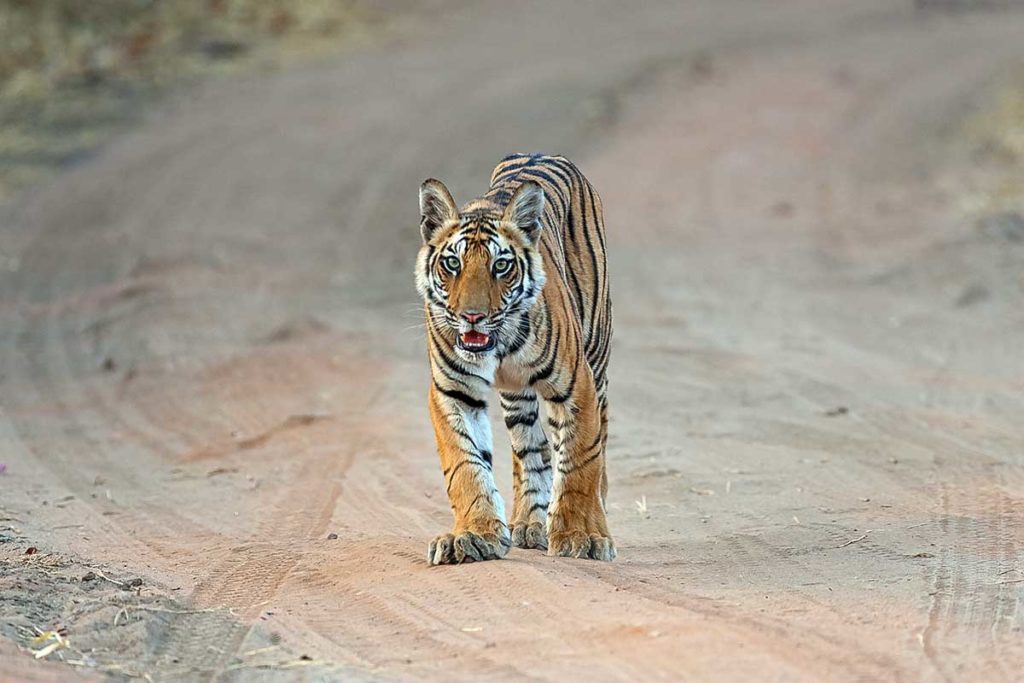 Une panthère prise en photo par Patrice Aguilar.