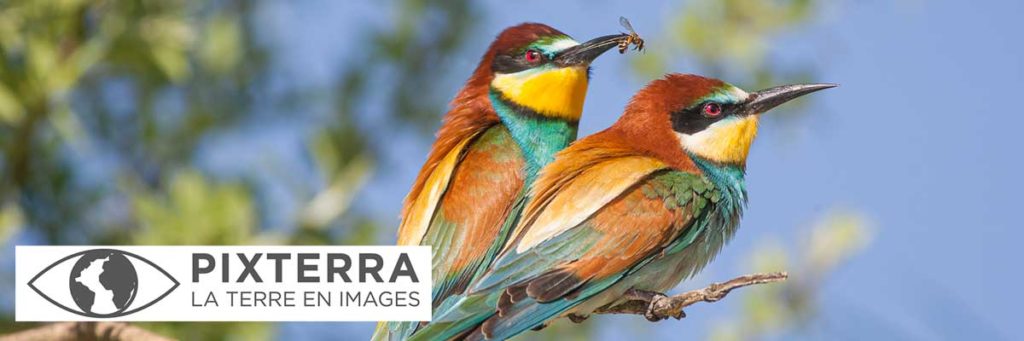 Pixterra, photographie animalière par Patrice Aguilar.