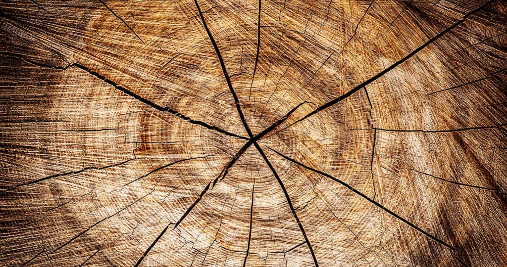 Un tronc de bois scié révèle les strilles.