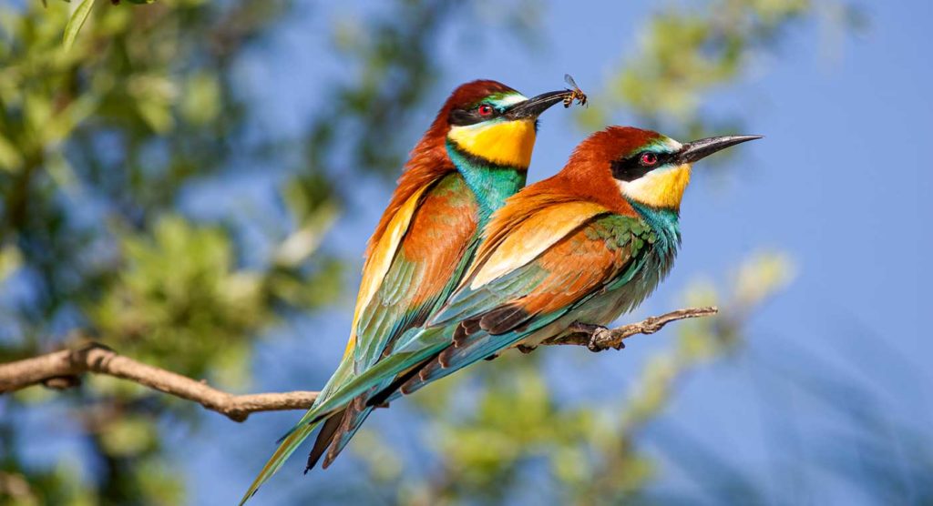 Les guêpiers, de magnifiques oiseaux photographiés par Patrice Aguilar, photographe animalier pour le magazine Découverte.