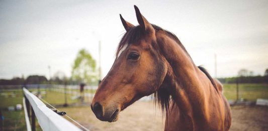 La biorésonance est utile aux chevaux.