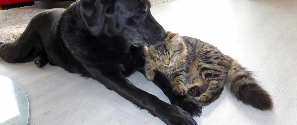 Joy et Aladin, comme chien et chat.