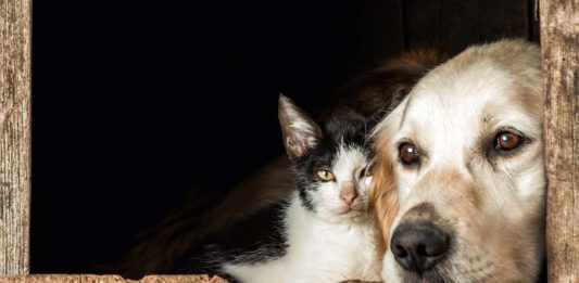 Lucie Obergfell, naturopathe pour animaux et humains en Alsace.
