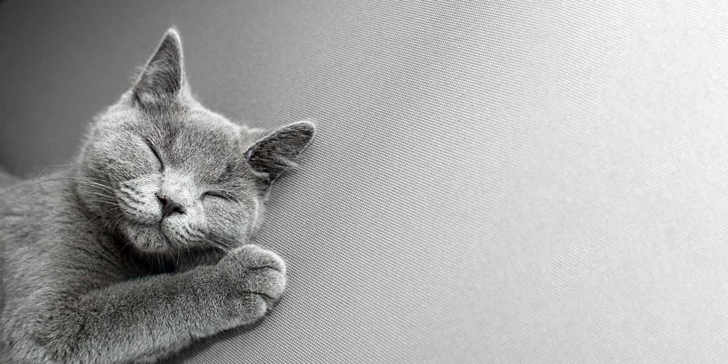Un chat gris dort sur un fond gris - Découverte magazine