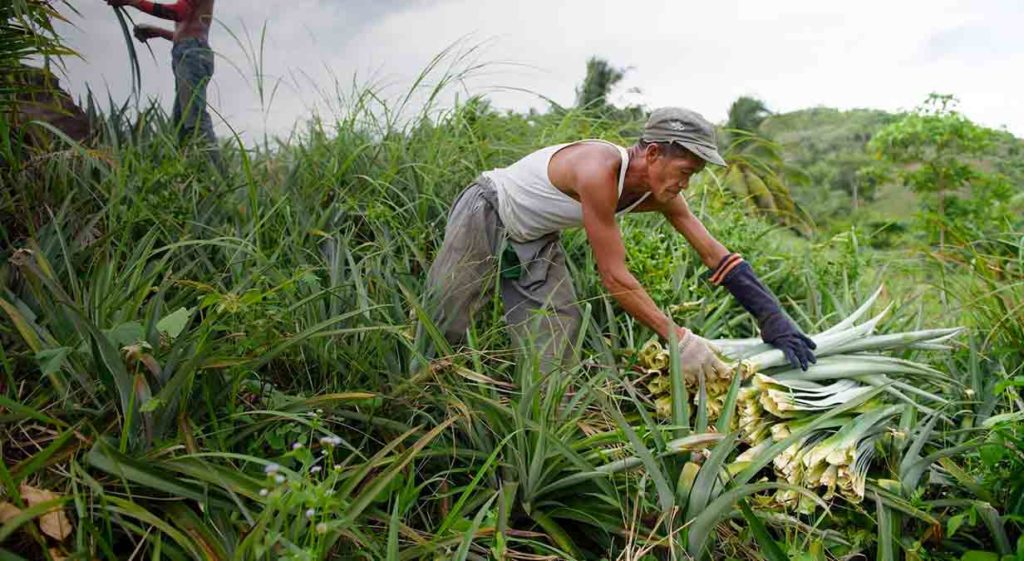 Un homme ramasse les feuilles de bananier.