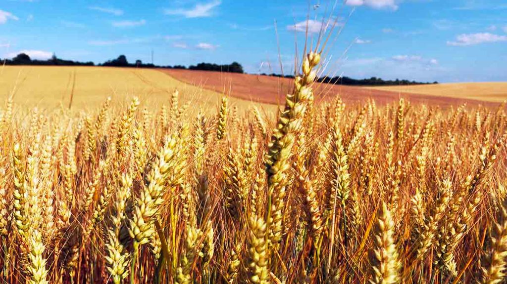 Champ de blé