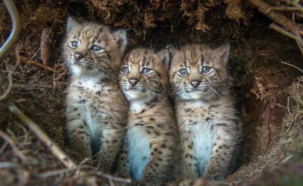 3 bébés lynx