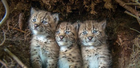 3 bébés lynx