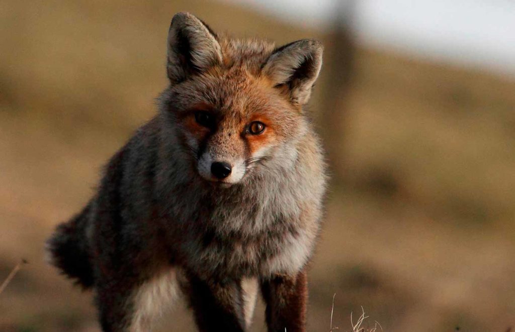 Rencontre © Claude Moreillon