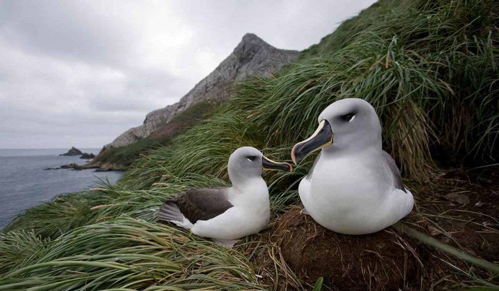 L'albatros à tête grise