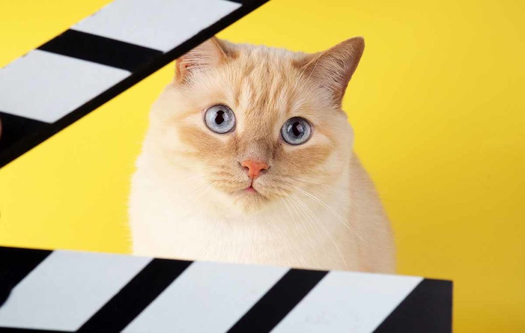 Les chats au cinéma : films, dessins animés, documentaires.