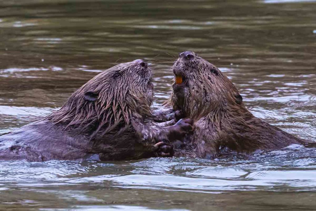 Des castors sur le lac de Neuchatel photographiés par Nikola Petanjko, photographe à Yvonand, en Suisse.