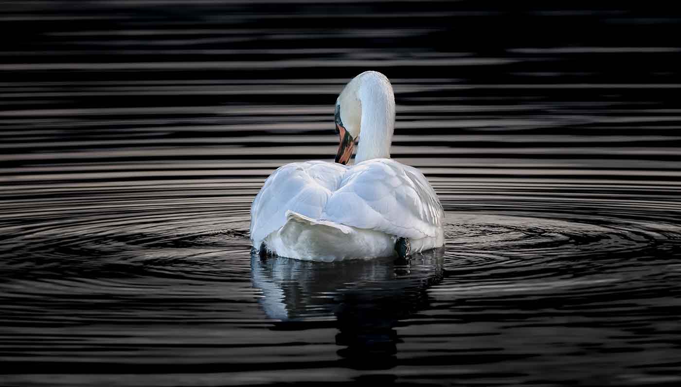 ©Nikola Petanjko, photographe à Yvonand (Suisse).
