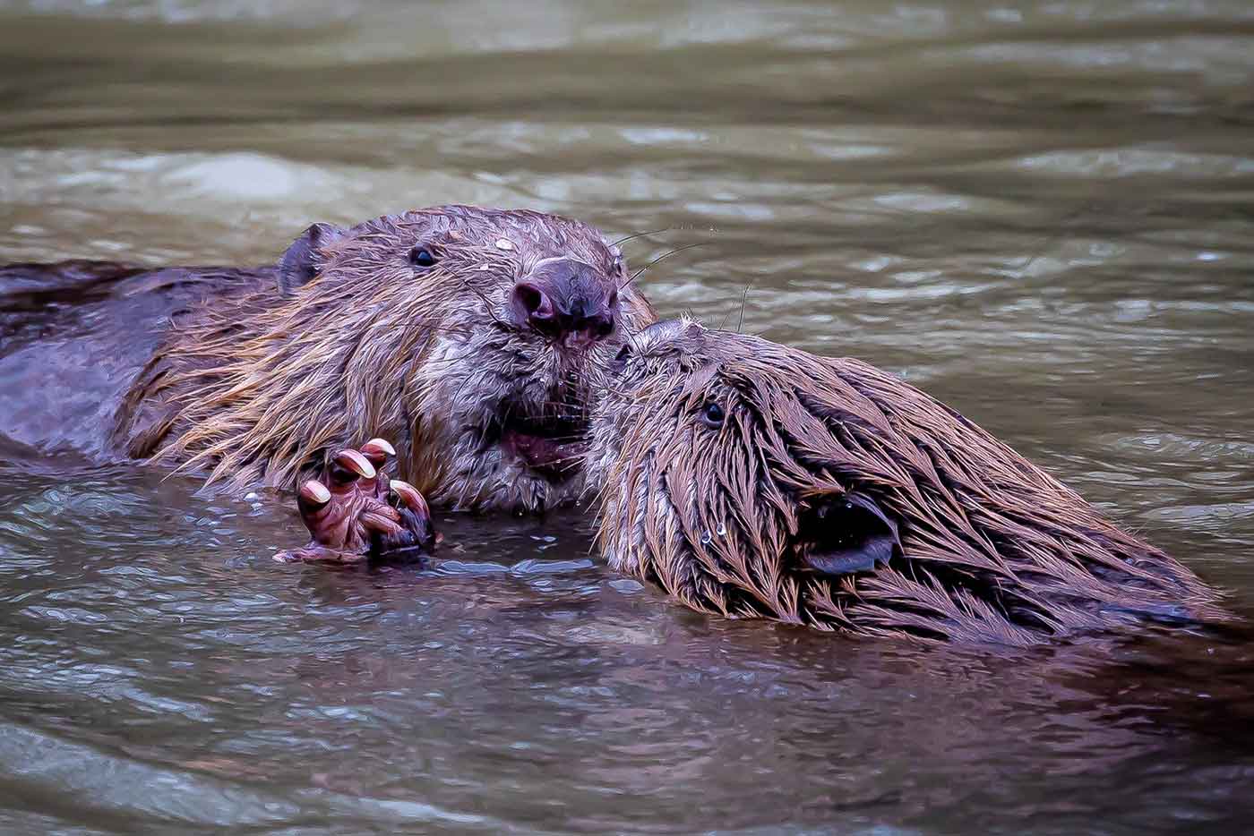 Des castors sur le lac de Neuchatel photographiés par Nikola Petanjko, photographe.