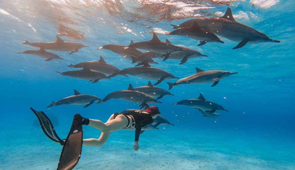 Dauphins dans la baie de Sataya, en Egypte.