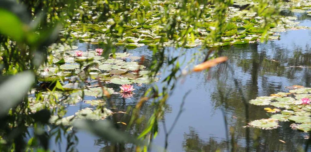 Nymphéas