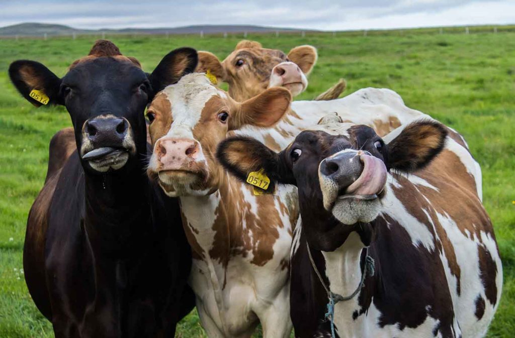vaches qui font la grimace. ESNA, école suisse de naturopathie pour animaux.