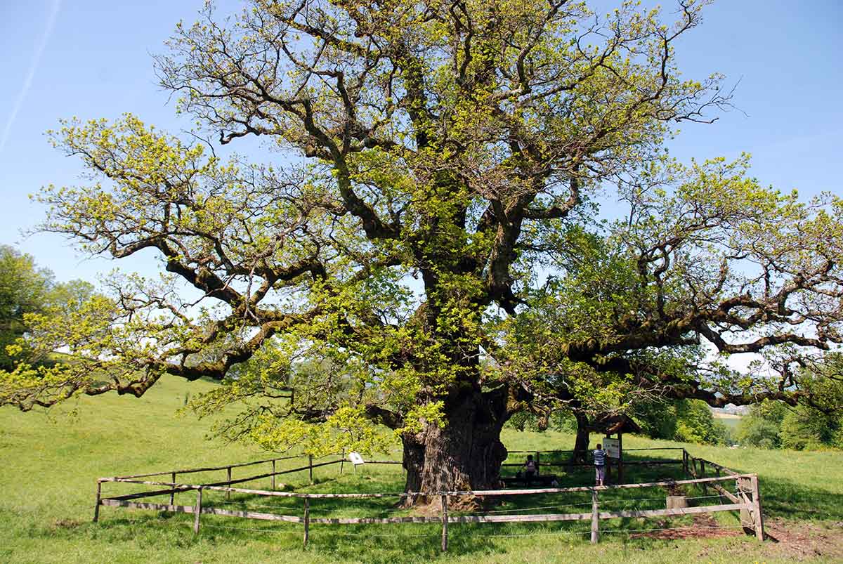 BMW G20 330E L'Arbre De Sortie Arrière Droite Output Shaft 9423550 EUR