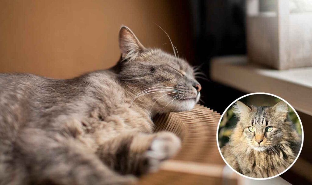 Oui, les chats rêvent et c’est enfin reconnu par la science!