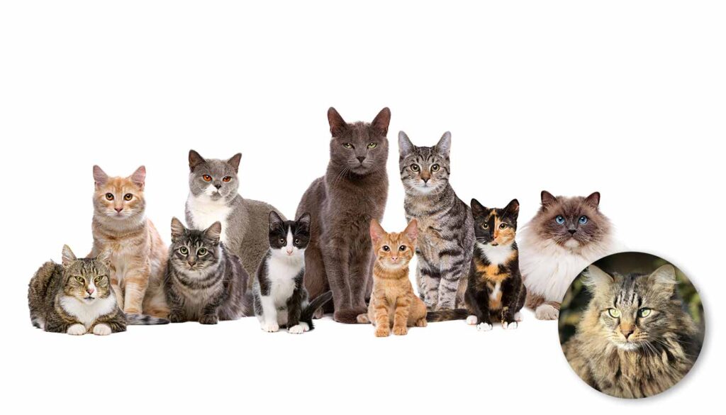 Autumn swiss world cup