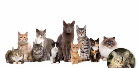 Autumn swiss world cup