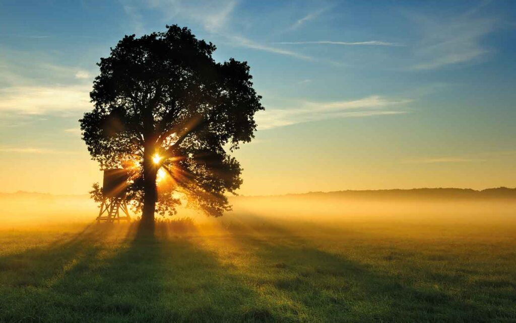 Arbre dans un pré au soleil levant.