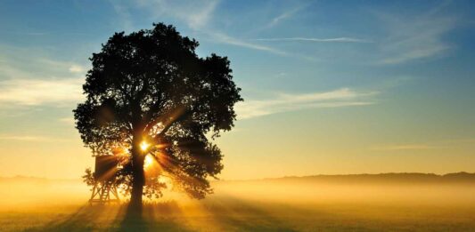 Arbre dans un pré au soleil levant.