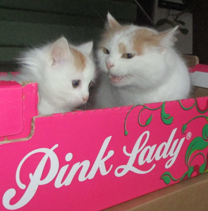 2-chats-dans-une-cagette-de-pommes-pink-lady