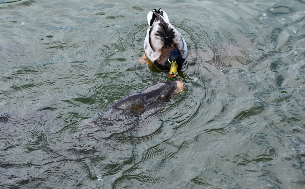 Canard-Carpe-Ralph-Schafflützel.Sur-le-vif