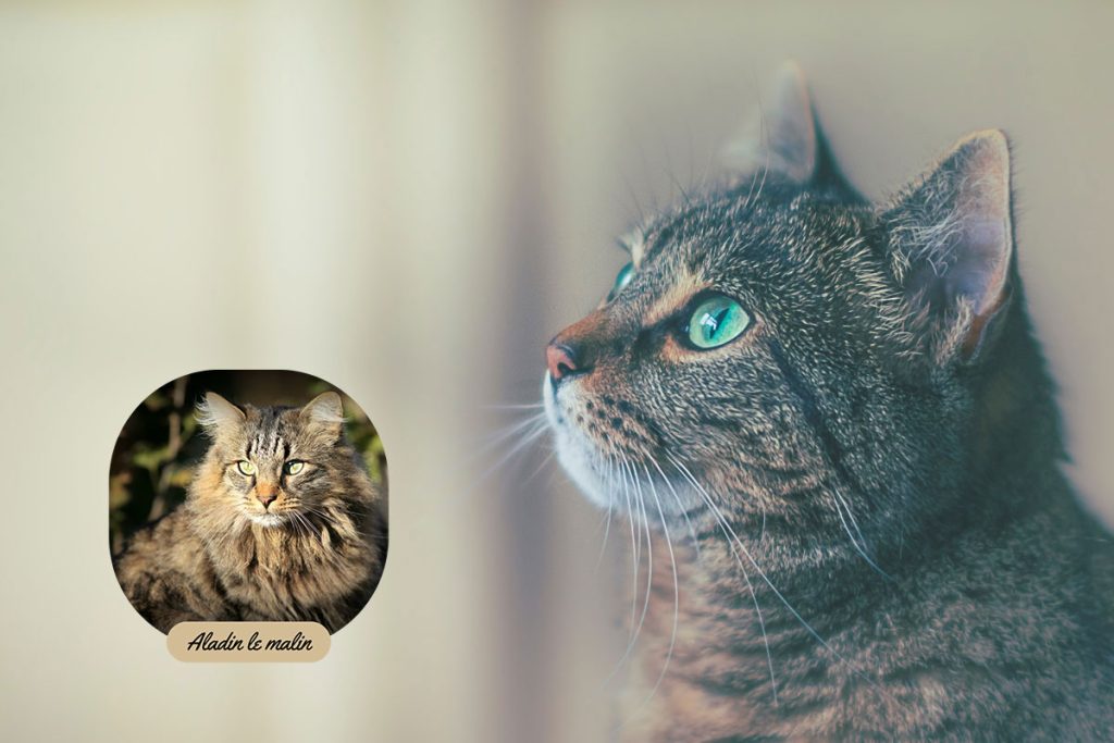 aladin-medaillon-ventre-qui-pend-mystère-james-sutton