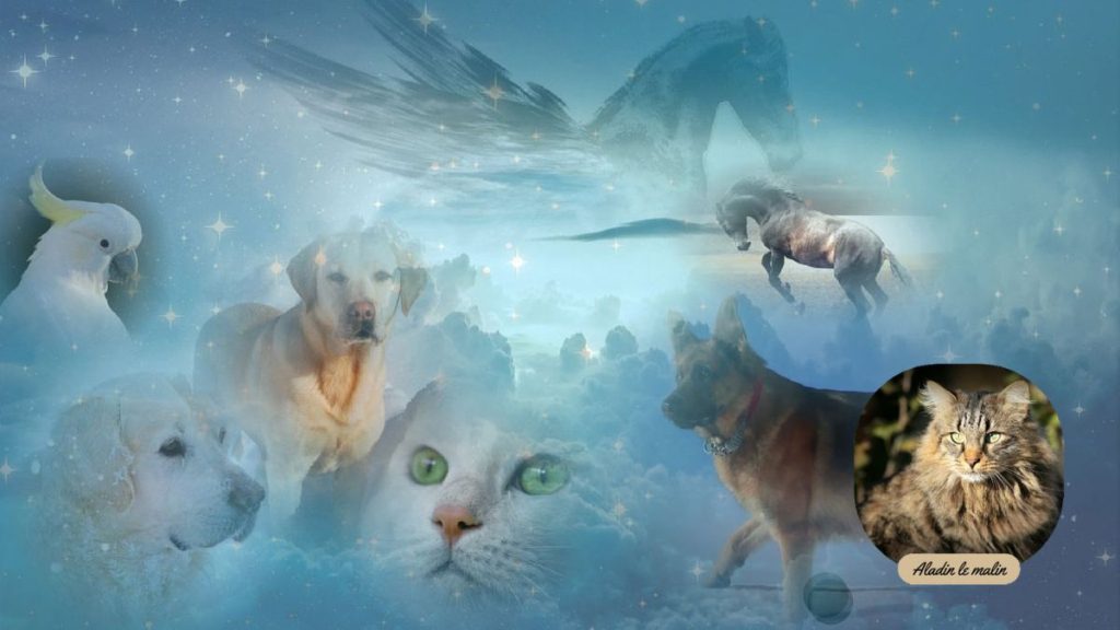 animaux-après-la mort-medaillon.aladin