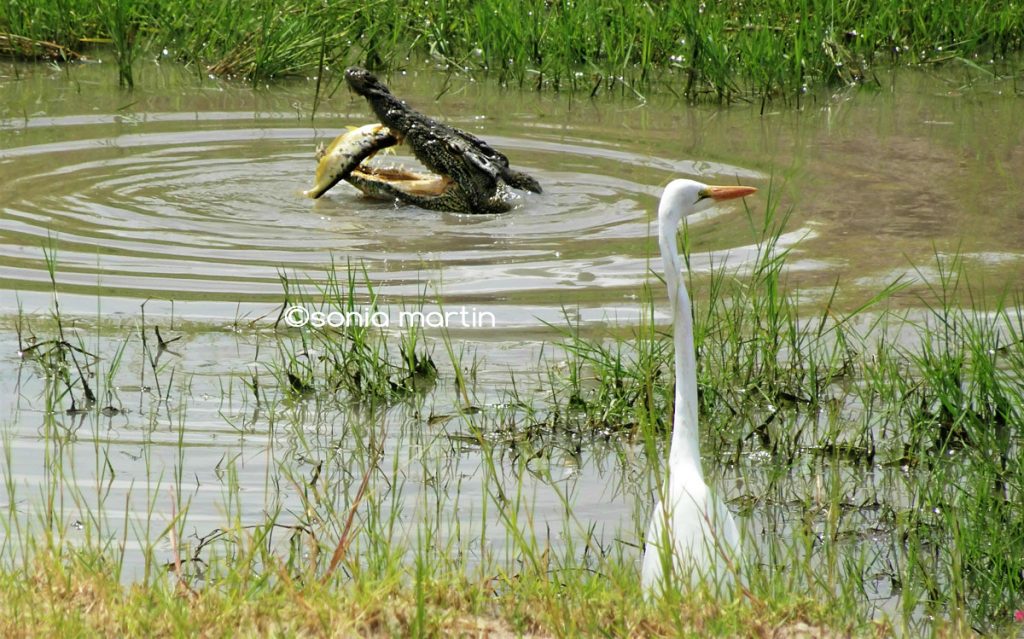 crocodile-poisson-heron-avec copyright