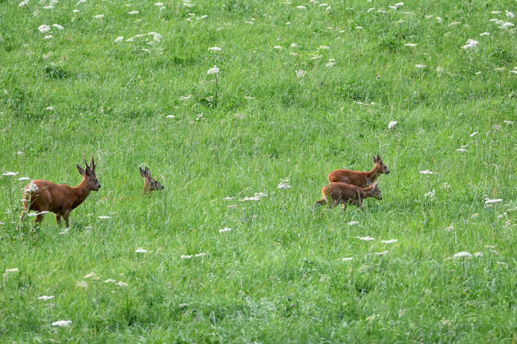 Ralph-chevreuils-famille