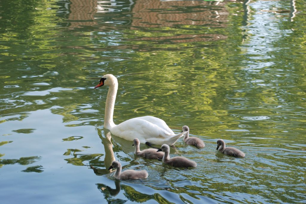 Ralph-cygnes-bébés
