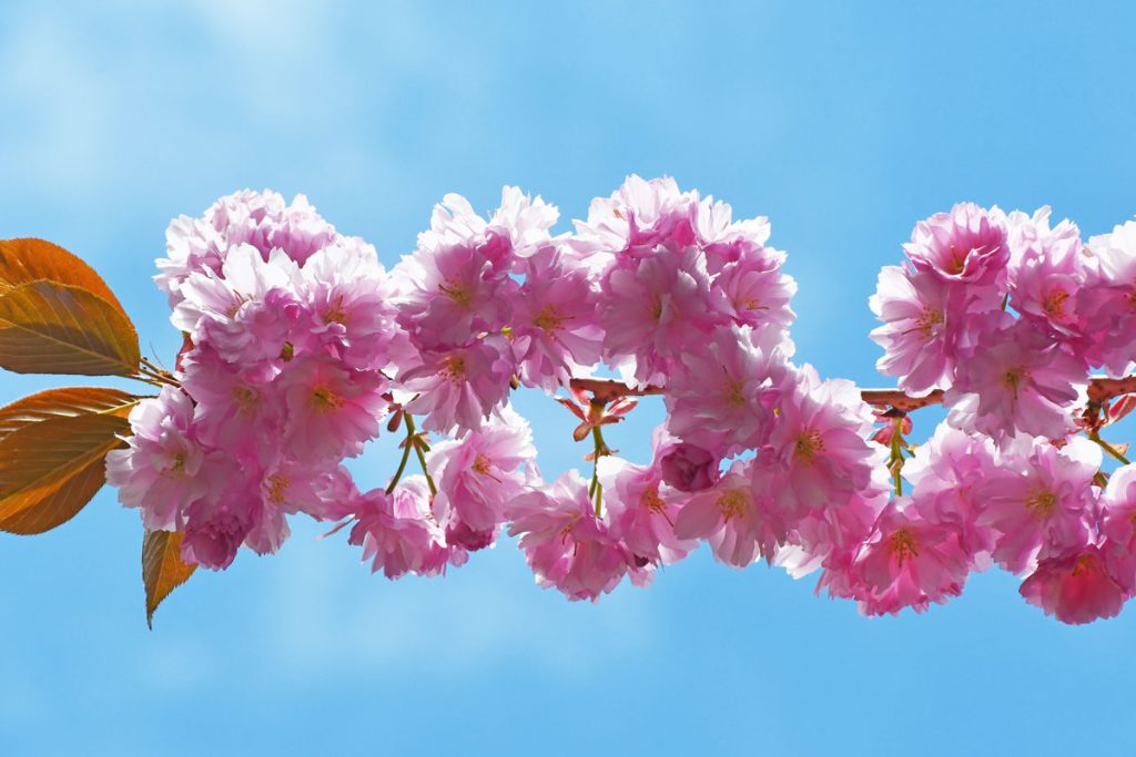 Ralph-fleurs-cerisier