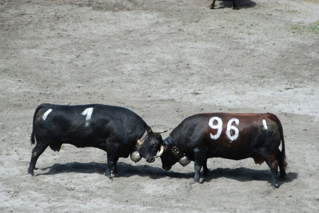 Ralph-vaches-combats