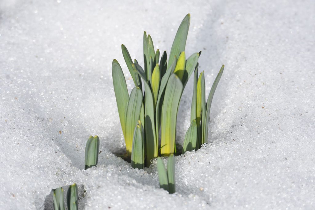 Ralph-fleur-sous-neige