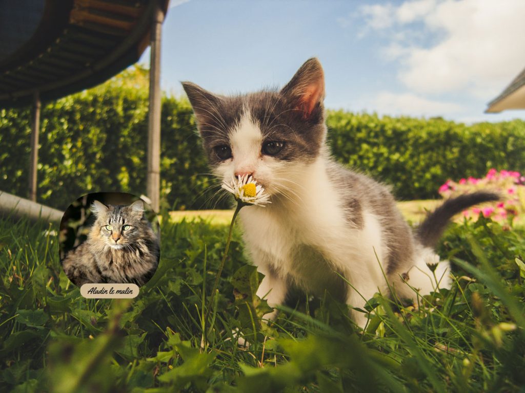 aladin-gourmet-chat-fleur-alex-bargain