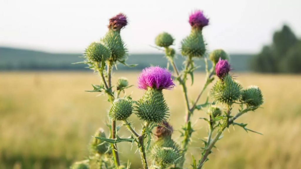 allergies-chardon-marie