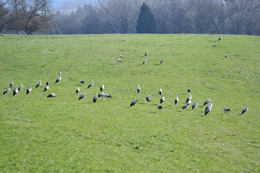 cigognes-champs-@Ralph-Schafflützel