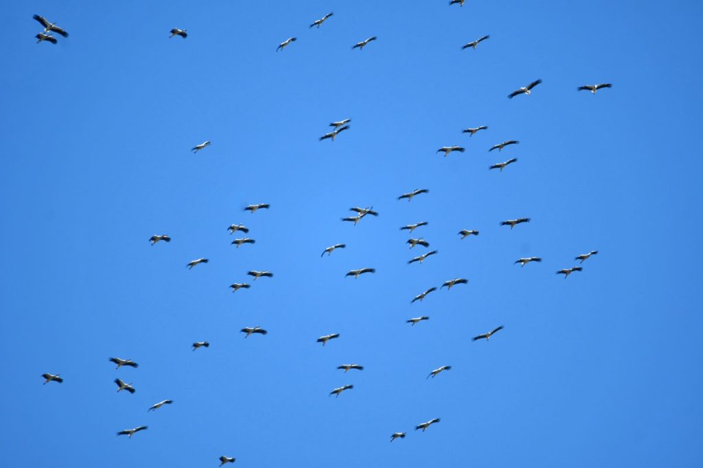 cigognes-ciel-1-@Ralph-Schafflützel