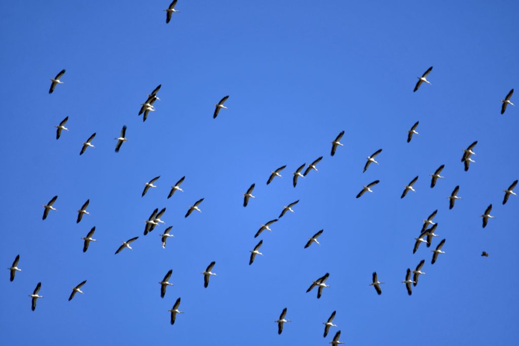 cigognes-ciel-2-@Ralph-Schafflützel