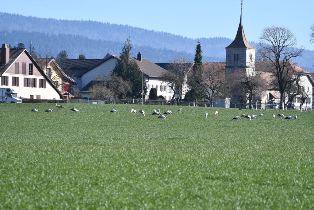 cigognes-village-@Ralph-Schafflützel